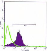 Anti-SATB1 antibody, Mouse monoclonal clone SAT-5, purified from hybridoma cell culture