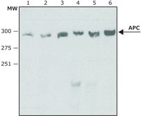 Anti-APC (C-terminal) antibody produced in rabbit ~1.0&#160;mg/mL, affinity isolated antibody