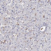 Anti-C1QA antibody produced in rabbit Prestige Antibodies&#174; Powered by Atlas Antibodies, affinity isolated antibody, buffered aqueous glycerol solution