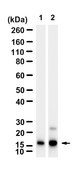 Anti-p-Histone H2A(Ser129) Antibody, clone 2M22 ZooMAb&#174; Rabbit Monoclonal recombinant, expressed in HEK 293 cells