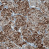 Monoclonal Anti-ASRGL1 antibody produced in mouse Prestige Antibodies&#174; Powered by Atlas Antibodies, clone CL1679, purified immunoglobulin, buffered aqueous glycerol solution