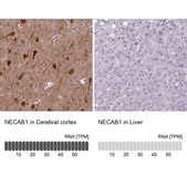 Anti-NECAB1 antibody produced in rabbit affinity isolated antibody, buffered aqueous glycerol solution, Ab2