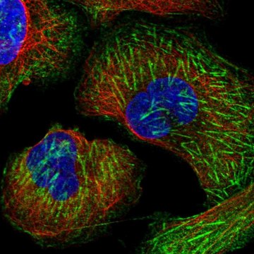 Anti-LRRFIP2 antibody produced in rabbit Prestige Antibodies&#174; Powered by Atlas Antibodies, affinity isolated antibody