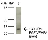 Monoclonal Anti-Protocadherin Gamma (Pan) antibody produced in mouse clone S159-5, purified immunoglobulin