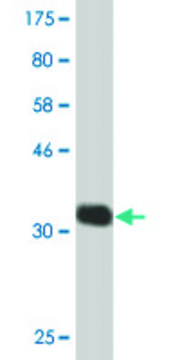 Monoclonal Anti-CHST5, (C-terminal) antibody produced in mouse clone 2E6, purified immunoglobulin, buffered aqueous solution