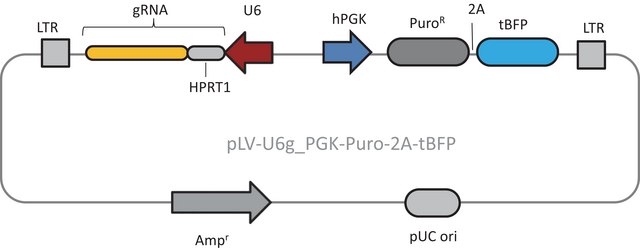 Lenti CRISPR Human HPRT1 Positive Control Plasmid DNA (LV04 vector)