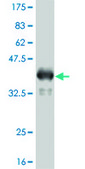 ANTI-TLR9 antibody produced in mouse clone 2G3, purified immunoglobulin, buffered aqueous solution