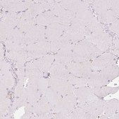 Anti-GCG antibody produced in rabbit Prestige Antibodies&#174; Powered by Atlas Antibodies, affinity isolated antibody, buffered aqueous glycerol solution