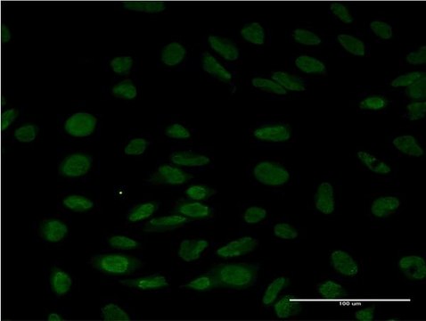 Monoclonal Anti-LSM6 antibody produced in mouse clone 4B5-1B10, purified immunoglobulin, buffered aqueous solution