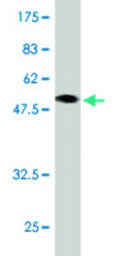 Monoclonal Anti-CBX3 antibody produced in mouse clone S3, ascites fluid