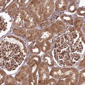 Anti-COPG1 antibody produced in rabbit Prestige Antibodies&#174; Powered by Atlas Antibodies, affinity isolated antibody