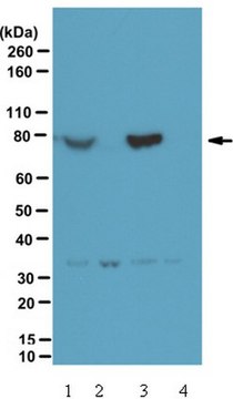 Anti-phospho PIX Antibody (Ser340) from rabbit, purified by affinity chromatography