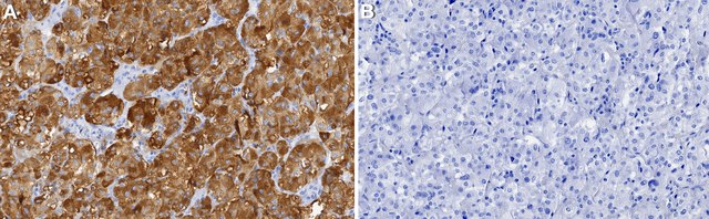 Anti-PENK Antibody, clone 1M12 ZooMAb&#174; Rabbit Monoclonal recombinant, expressed in HEK 293 cells