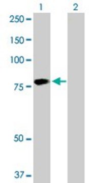 Anti-HABP2 antibody produced in rabbit purified immunoglobulin, buffered aqueous solution