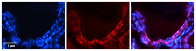 Anti-GJA1 antibody produced in rabbit affinity isolated antibody