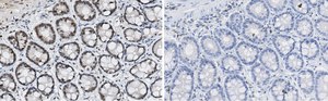 Anti-p-histone H2A (Ser139) Antibody, clone JBW301 ZooMAb&#174; Mouse Monoclonal recombinant, expressed in HEK 293 cells