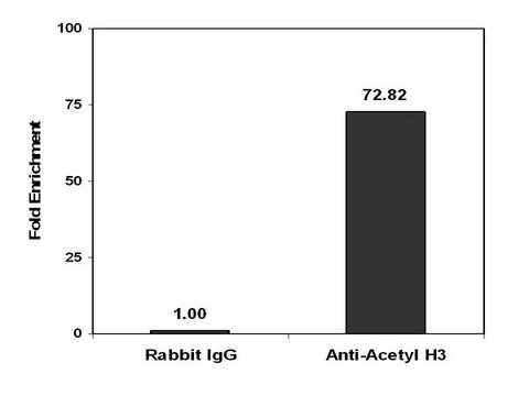 Magna ChIP&#174; Protein A Magnetic Beads Recombinant Protein A covalently bound to magnetic beads for use in chromatin immunoprecipitations (ChIP assays). These protein A beads provide users a more rapid, reproducible &amp; efficient reagent for collecting immunocomplexes vs. agarose beads.