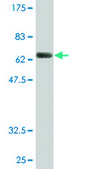 Monoclonal Anti-FNTB antibody produced in mouse clone 3A9, purified immunoglobulin, buffered aqueous solution