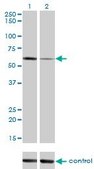 Monoclonal Anti-ALPPL2 antibody produced in mouse clone 2B3, purified immunoglobulin, buffered aqueous solution