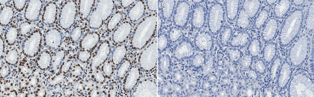 Anti-AUF1 Antibody, clone 5B9