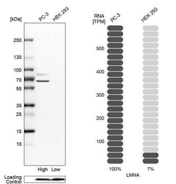 Anti-LMNA antibody produced in rabbit affinity isolated antibody, buffered aqueous glycerol solution