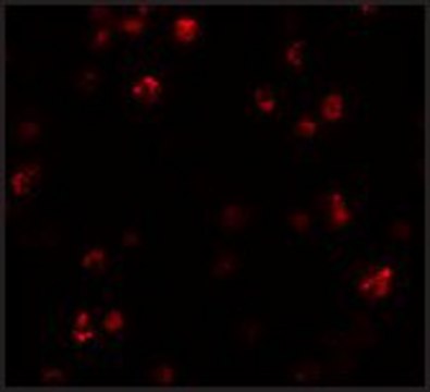 Anti-FRMPD1 antibody produced in rabbit affinity isolated antibody, buffered aqueous solution