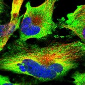 Anti-DOCK3 antibody produced in rabbit Prestige Antibodies&#174; Powered by Atlas Antibodies, affinity isolated antibody, buffered aqueous glycerol solution
