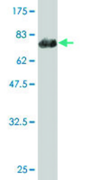 Monoclonal Anti-PHYH antibody produced in mouse clone 1F2-5B9, purified immunoglobulin, buffered aqueous solution