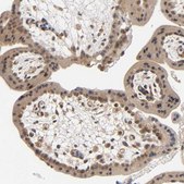 Anti-PRKAB1 antibody produced in rabbit Prestige Antibodies&#174; Powered by Atlas Antibodies, affinity isolated antibody, buffered aqueous glycerol solution