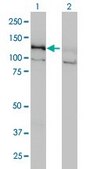 Monoclonal Anti-DAAM1 antibody produced in mouse clone 5D3, purified immunoglobulin, buffered aqueous solution