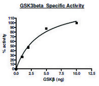 GSK3&#946; active human recombinant, expressed in baculovirus infected Sf9 cells, &#8805;80% (SDS-PAGE)
