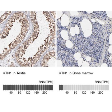 Anti-KTN1 antibody produced in rabbit Prestige Antibodies&#174; Powered by Atlas Antibodies, affinity isolated antibody, buffered aqueous glycerol solution