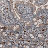 Monoclonal Anti-UCHL1 antibody produced in mouse Prestige Antibodies&#174; Powered by Atlas Antibodies, clone CL3210, purified immunoglobulin, buffered aqueous glycerol solution