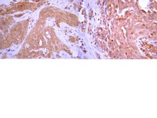 Anti-Osteocalcin Antibody serum, from rabbit