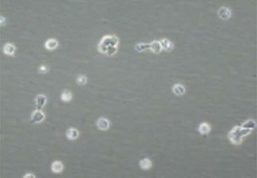 Leukemia Inhibitory Factor human 5 &#181;g, human recombinant LIF protein, expressed in E. coli, suitable for stem cell culture