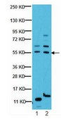 Anti-GLUT-4 Antibody, C-terminus from rabbit, purified by affinity chromatography