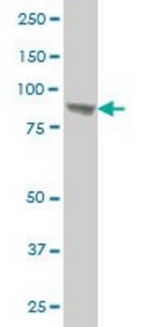 Monoclonal Anti-UBTF antibody produced in mouse clone 2C6, purified immunoglobulin, buffered aqueous solution