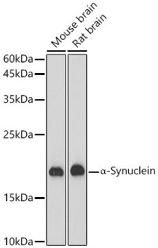 Anti-&#945;-Synuclein Antibody, clone 10Y4X3, Rabbit Monoclonal