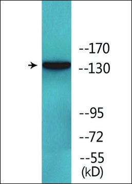 Anti-phospho-EGFR (pTyr1092) antibody produced in rabbit affinity isolated antibody