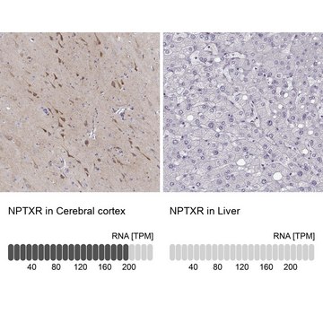 ANTI-NPTXR antibody produced in rabbit Prestige Antibodies&#174; Powered by Atlas Antibodies, affinity isolated antibody, buffered aqueous glycerol solution