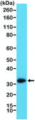 Anti-Calretinin (CALB2) antibody, Rabbit monoclonal recombinant, expressed in HEK 293 cells, clone RM324, purified immunoglobulin