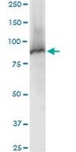 Anti-STAT5A antibody produced in mouse purified immunoglobulin, buffered aqueous solution