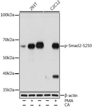 Anti-Phospho-Smad2-S250 antibody produced in rabbit