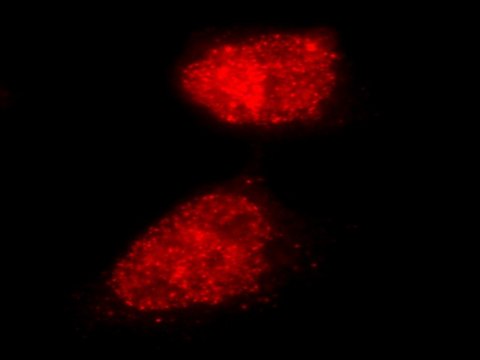 LentiBrite RFP-Rad51 Lentiviral Biosensor