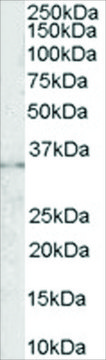 Anti-CD32/FCGR2B antibody produced in goat affinity isolated antibody, buffered aqueous solution