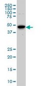 Monoclonal Anti-STK6 antibody produced in mouse clone 5F8, purified immunoglobulin, buffered aqueous solution