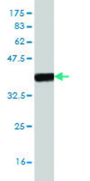 Monoclonal Anti-FOXF2 antibody produced in mouse clone 2D7, purified immunoglobulin, buffered aqueous solution