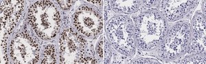 Anti-Sin3A Antibody, clone 1C4 ZooMAb&#174; Rabbit Monoclonal recombinant, expressed in HEK 293 cells