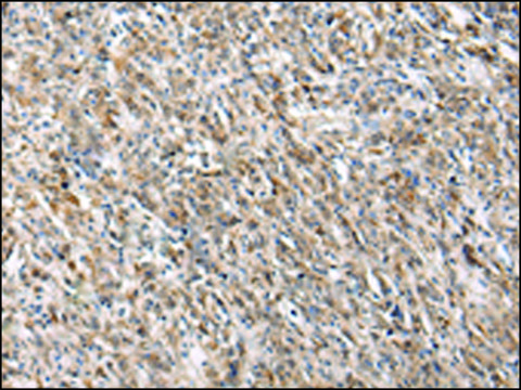 Anti-PGRMC2 affinity isolated antibody