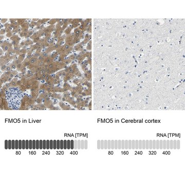 Anti-FMO5 antibody produced in rabbit Prestige Antibodies&#174; Powered by Atlas Antibodies, affinity isolated antibody, buffered aqueous glycerol solution